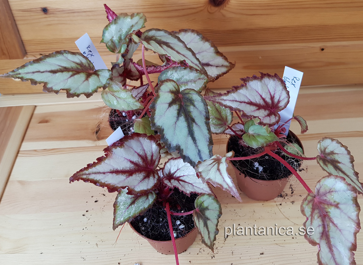 Begonia rex NN Black Silver - planta kp hos Plantanica webbutik
