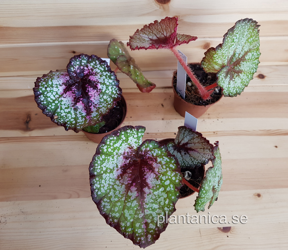 Begonia Rocheart - planta kp hos Plantanica webbutik