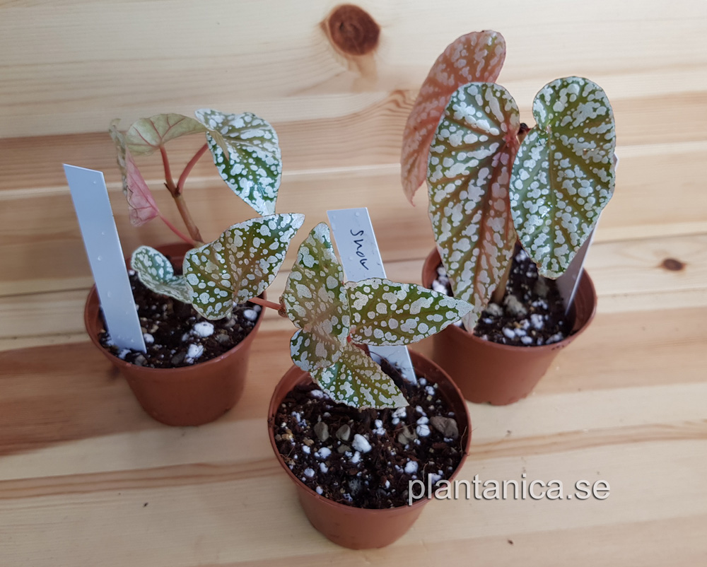 Begonia snowcap - planta köp hos Plantanica webbutik