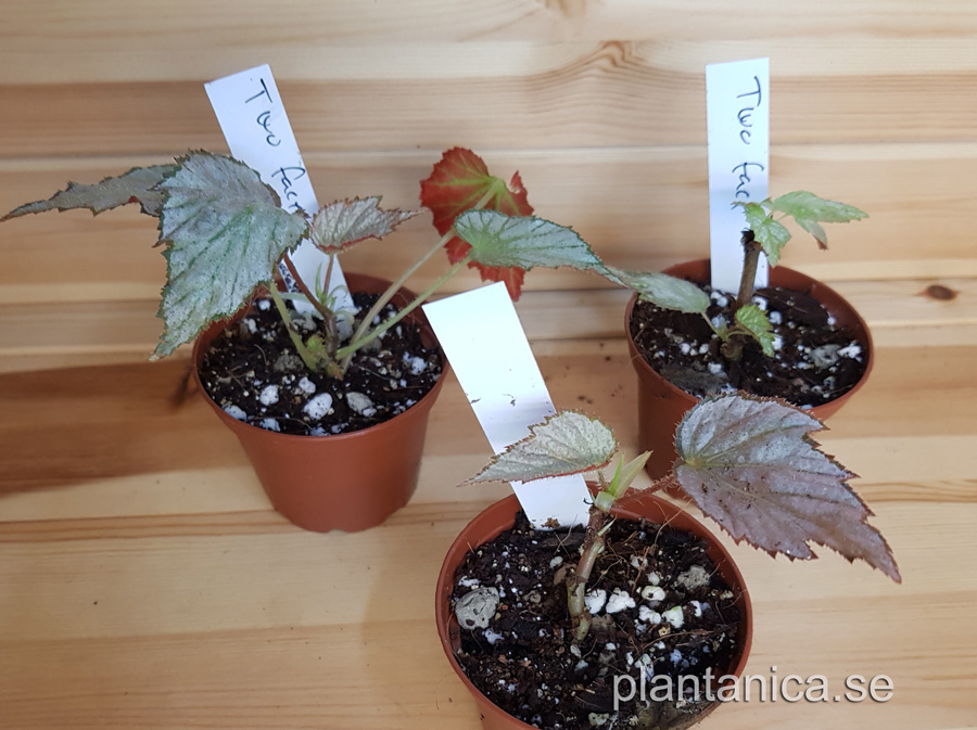Begonia two face - liten planta köp hos Plantanica webbutik