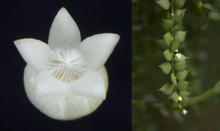 Dischidia ruscifolia - rotad kp hos Plantanica webbutik