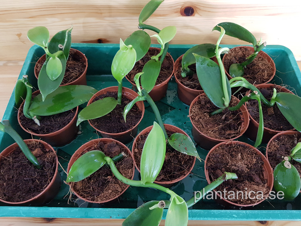 Vanilla planifolia- Vaniljorkide - rotad kp hos Plantanica webbutik