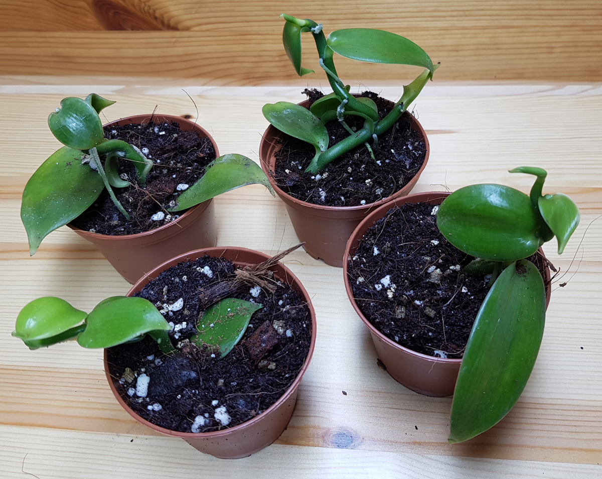 Vanilla planifolia- Vaniljorkide - rotad liten kp hos Plantanica webbutik