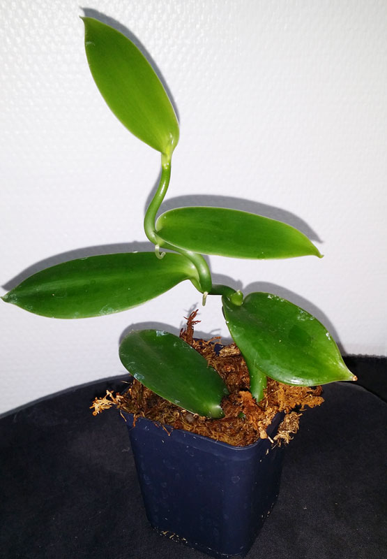 Vanilla planifolia- Vaniljorkide - planta köp hos Plantanica webbutik