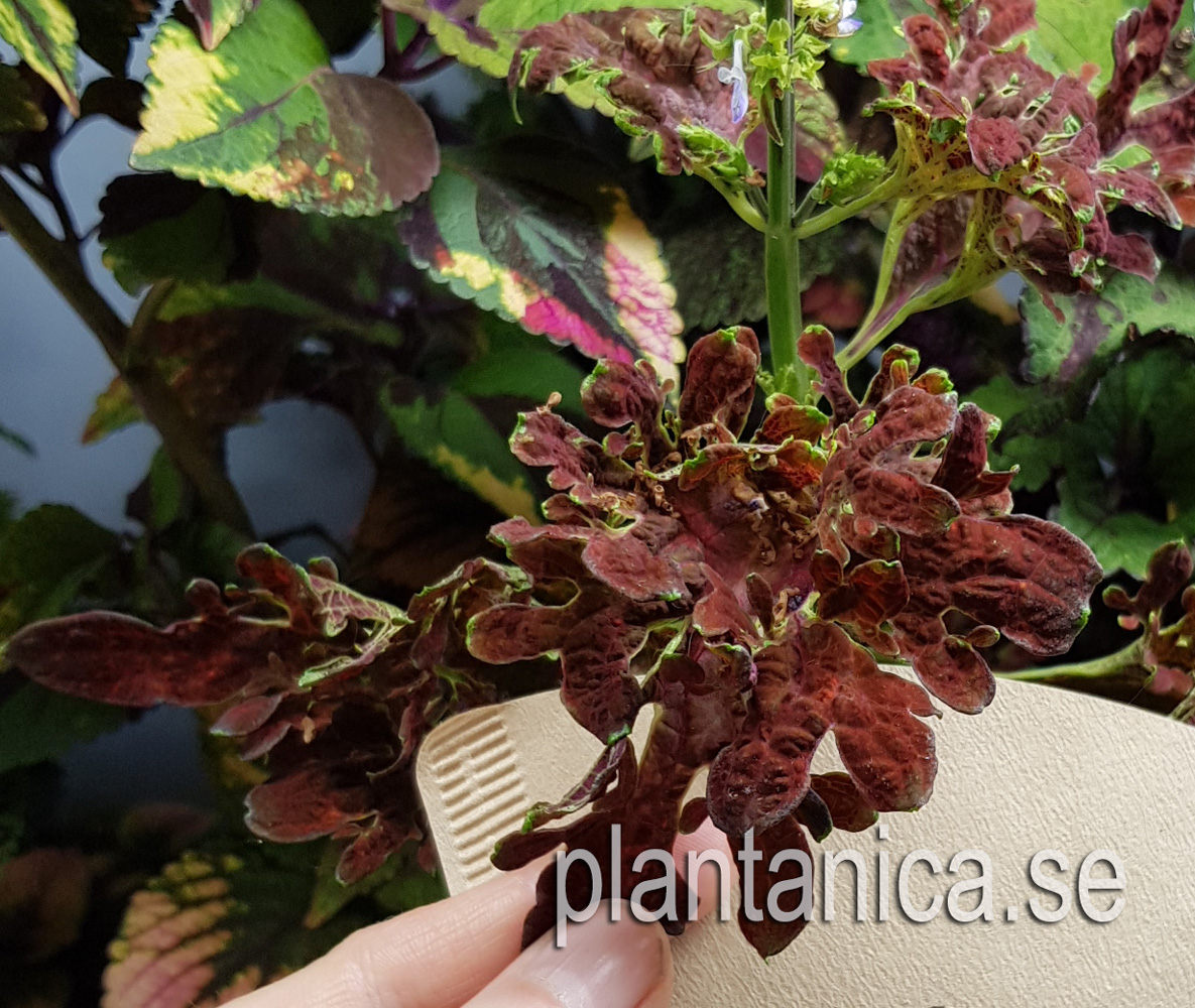 Coleus - Palettblad NN 8A rost-röd krusiga blad - frö köp hos Plantanica webbutik