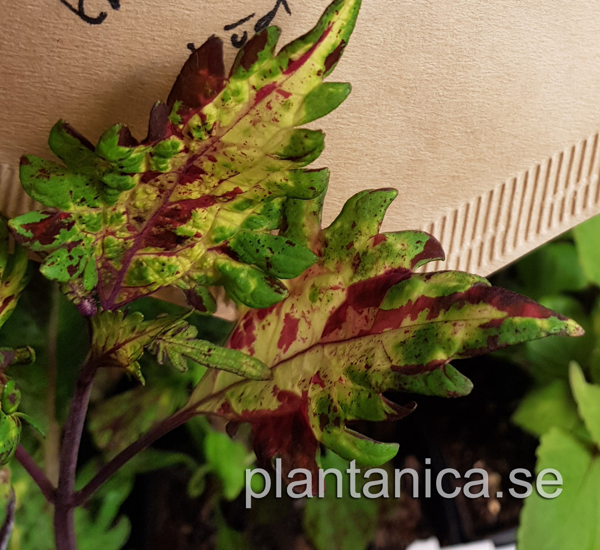 Coleus - Palettblad NN flikiga blad röd-grön-gul - frö köp hos Plantanica
