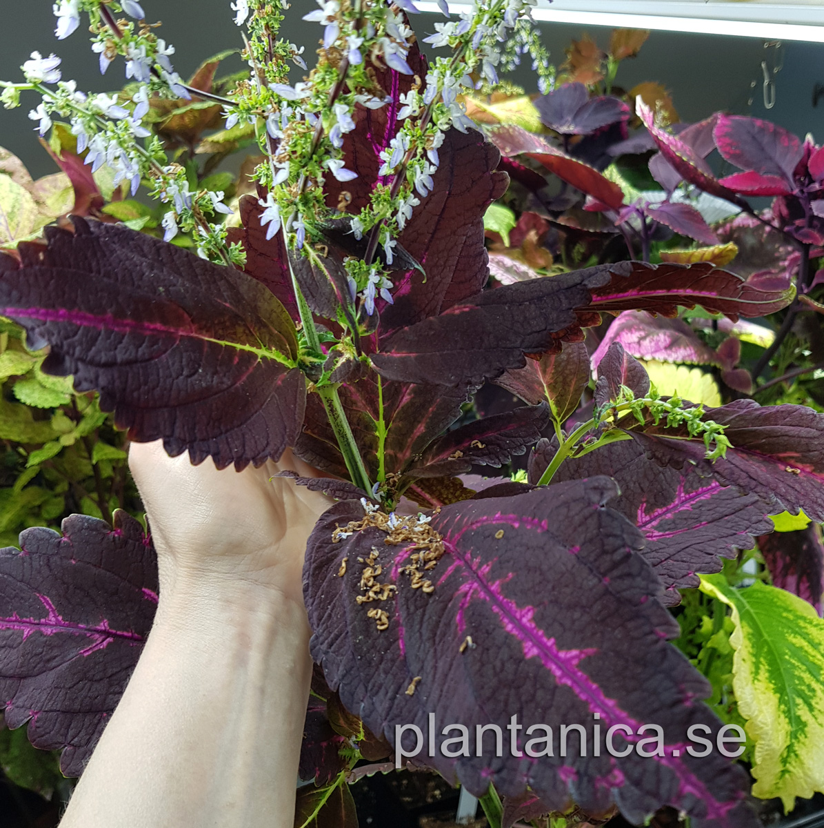Coleus - Palettblad NN 2A mörklila rosa mitt - frö köp hos Plantanica webbutik