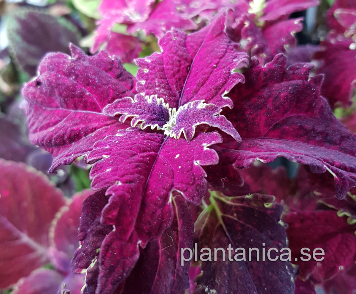 Coleus - Palettblad NN rosa volanger - frö köp hos Plantanica webbutik