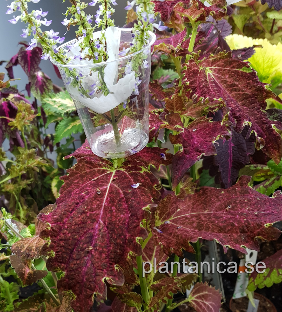 Coleus - Palettblad NN rosa volanger - frö köp hos Plantanica webbutik