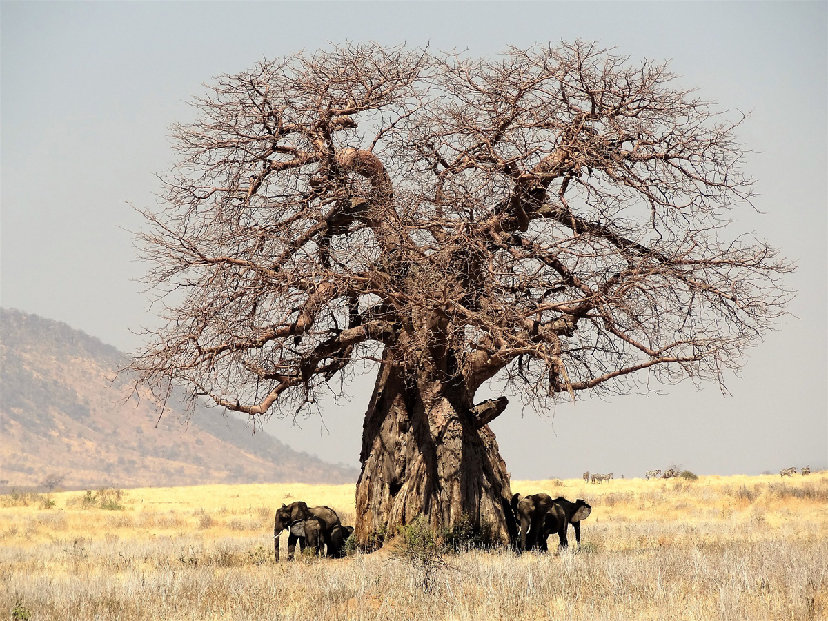 Adansonia digitata - baobab - elefantfotträd - frö köp hos Plantanica webbutik