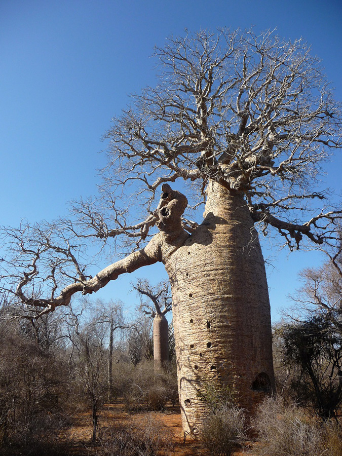 Adansonia digitata - baobab - elefantfotträd - frö köp hos Plantanica