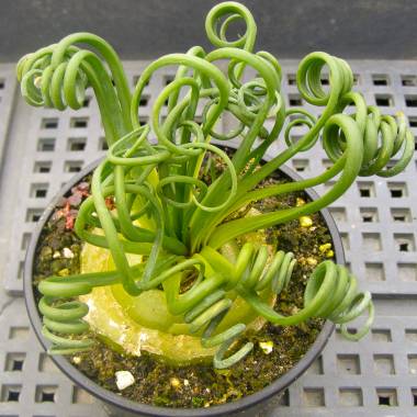 Albuca spiralis - frö köp hos Plantanica webbutik