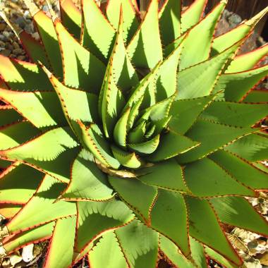Aloe broomii - fr kp hos Plantanica webbutik