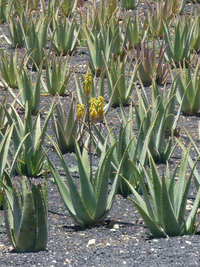 Aloe vera - barbadensis - fr kp hos Plantanica webbutik
