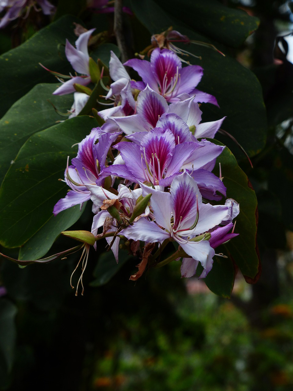 Bauhinia variegata - Orkidetrd - fr kp hos Plantanica webbutik