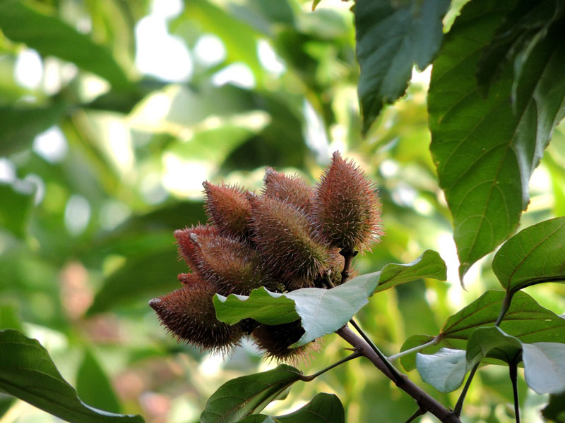 Bixa orellana - Annotaträd - frö köp hos Plantanica webbutik