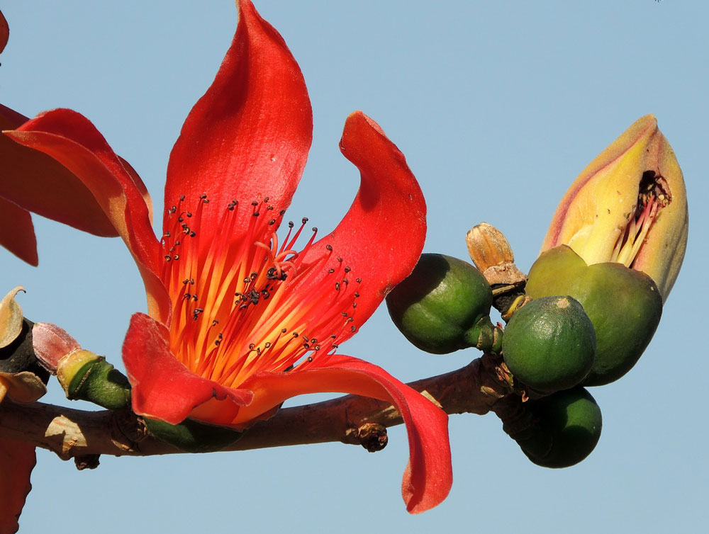 Bombax ceiba - Silkesträd - frö köp hos Plantanica webbutik