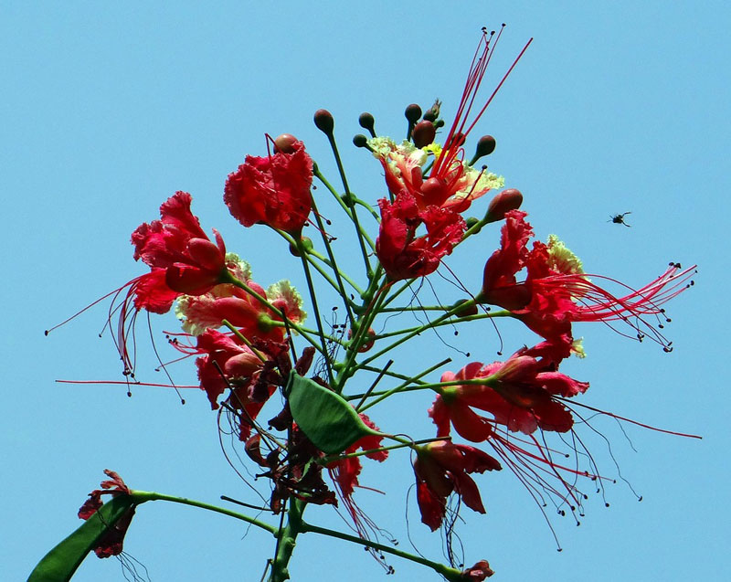 Caesalpinia pulcherrima - Pfgelblomma - fr kp hos Plantanica webbutik