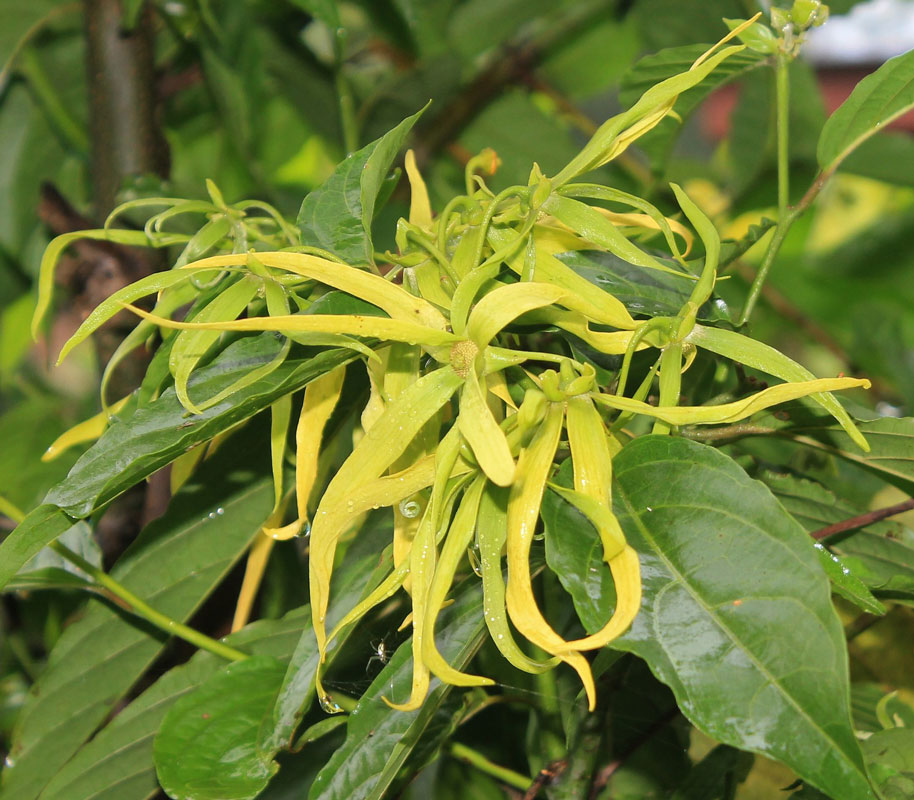 Cananga odorata - Parfymträd - frö köp hos Plantanica webbutik