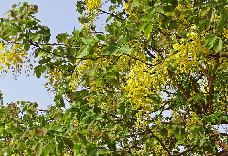 Cassia fistula - Falskt kanelträd - frö köp hos Plantanica webbutik