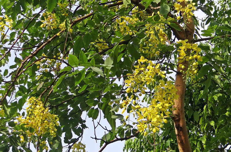Cassia fistula - Falskt kanelträd - frö köp hos Plantanica