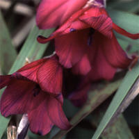 Dierama pulcherrimum 'BlackBird' - Änglametspö - frö köp hos Plantanica