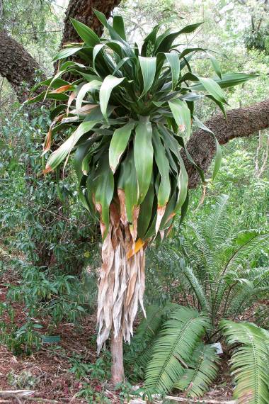 Dracaena aletriformis - Storbladigt drakblodsträd - frö köp hos Plantanica webbutik