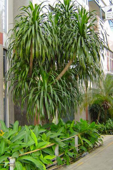 Dracaena cochinchinensis - Thai Dragon Tree - frö köp hos Plantanica