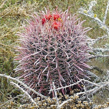 Ferocactus gracilis - frö köp hos Plantanica