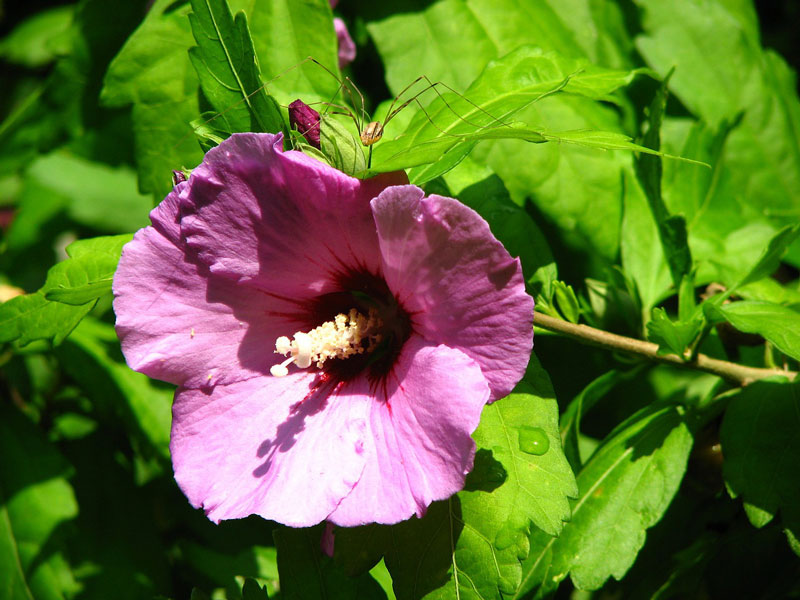 Hibiscus syriacus - Frilands hibiscus - frö köp hos Plantanica