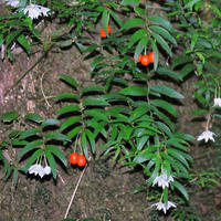 Luzuriaga radicans - fr kp hos Plantanica webbutik