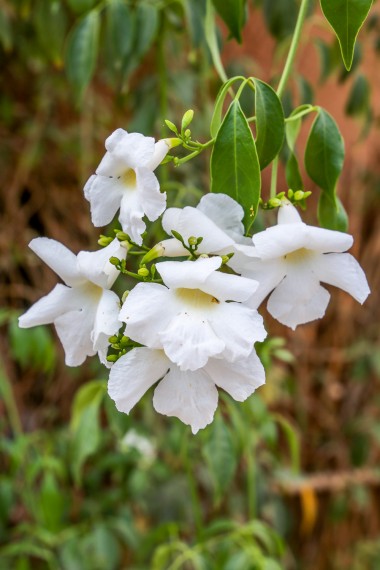 Pandorea jasminoides alba - Vit Jasmin Pandorea - frö köp hos Plantanica webbutik