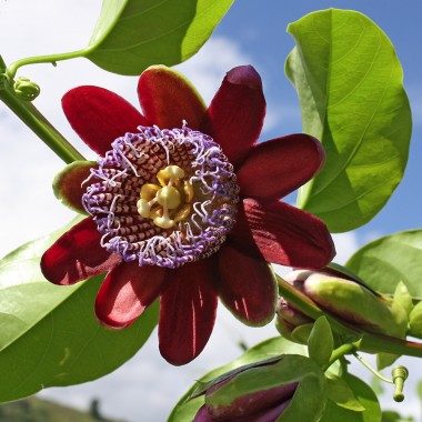 Passiflora alata - frö köp hos Plantanica