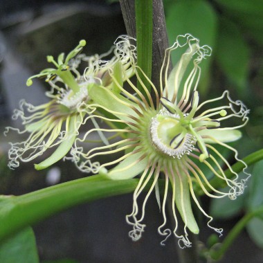 Passiflora auriculata - frö köp hos Plantanica