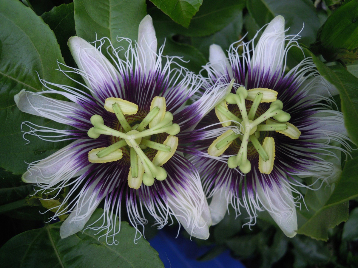 Passiflora edulis - passionsblomma - frö köp hos Plantanica