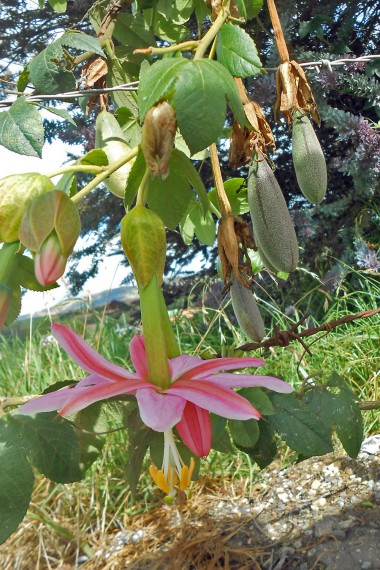 Passiflora mollissima - bananpassionsblomma - frö köp hos Plantanica