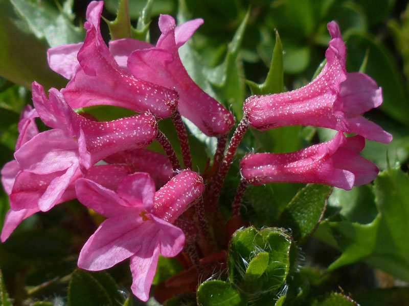 Rhododendron hirsutum - frö köp hos Plantanica webbutik