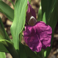 Roscoea purpurea var procera - fr kp hos Plantanica webbutik