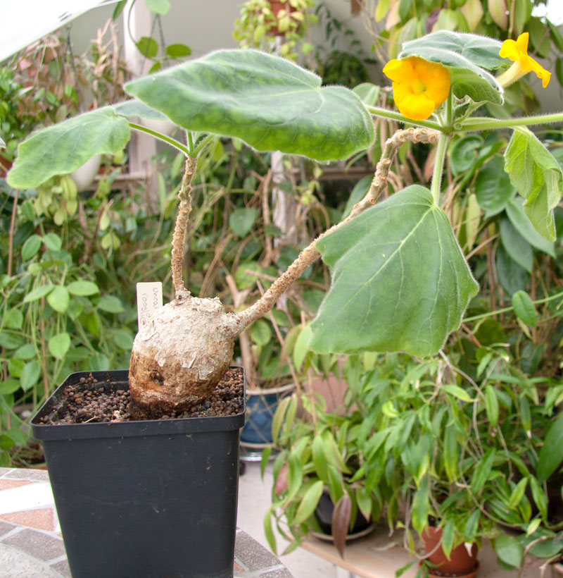 Uncarina roeoesliana - frö köp hos Plantanica