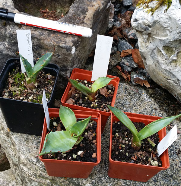 Agave sonorensis - liten planta kp hos Plantanica webbutik