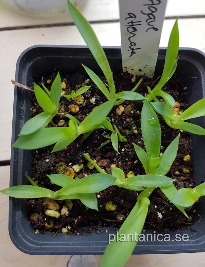 Agave attenuata - liten fröplanta köp hos Plantanica webbutik