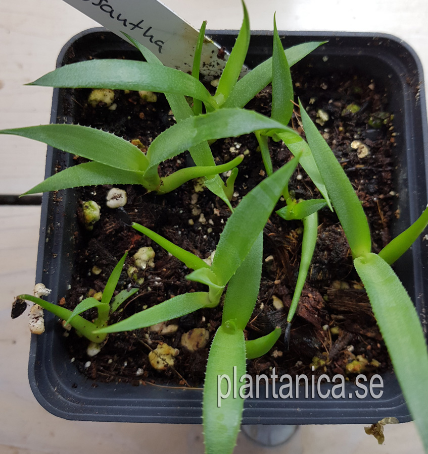 Agave chrysantha - liten fröplanta köp hos Plantanica webbutik