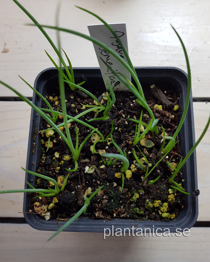Agave gemeniflora - liten fröplanta köp hos Plantanica webbutik