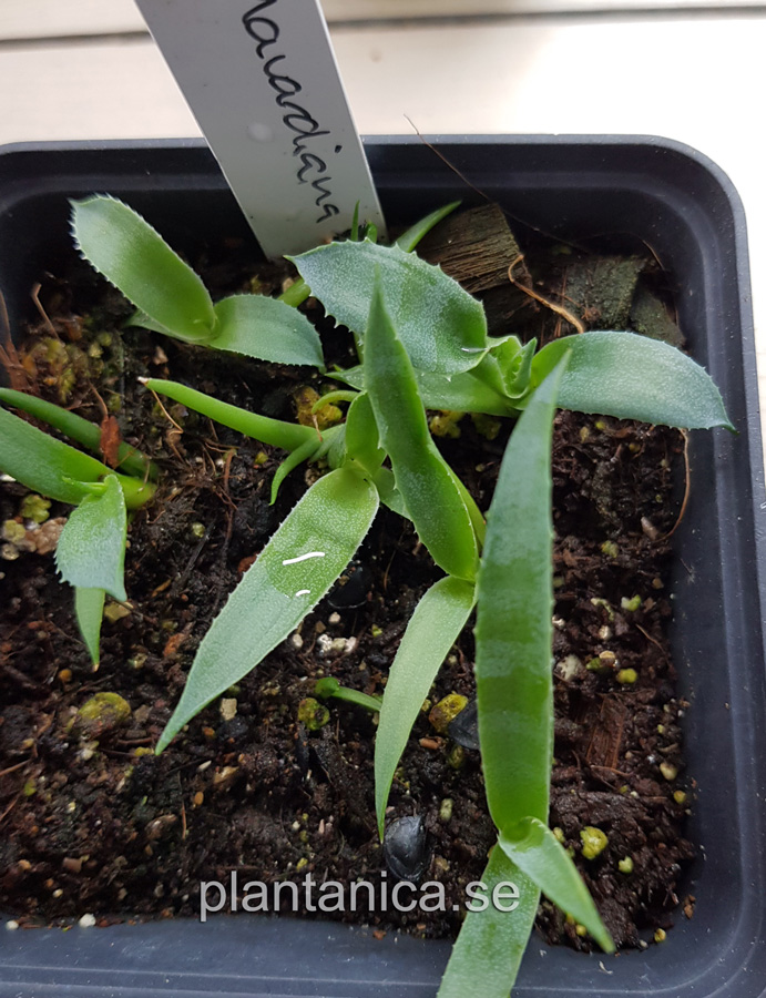 Agave havardiana - liten fröplanta köp hos Plantanica webbutik