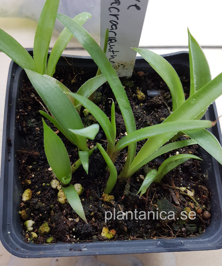Agave macroacantha - liten fröplanta köp hos Plantanica webbutik