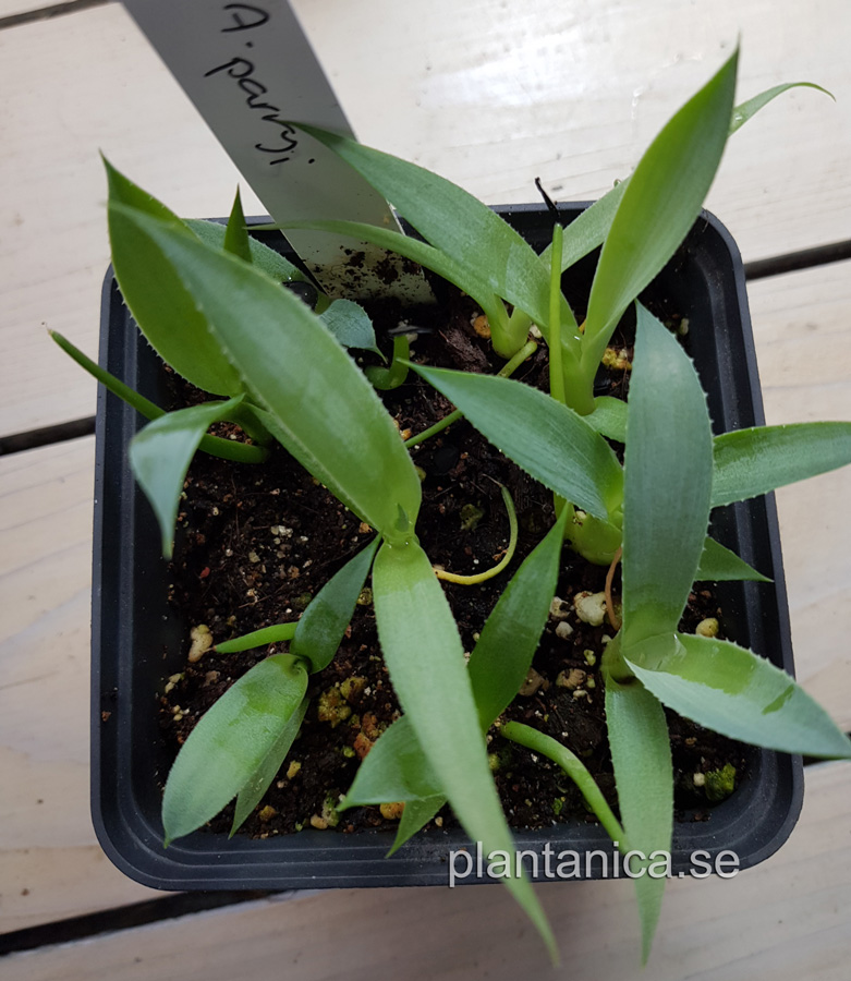 Agave parryii - liten fröplanta köp hos Plantanica webbutik