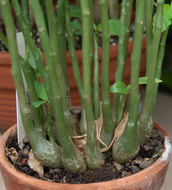 Dorstenia hildebrandtii - liten planta kp hos Plantanica webbutik