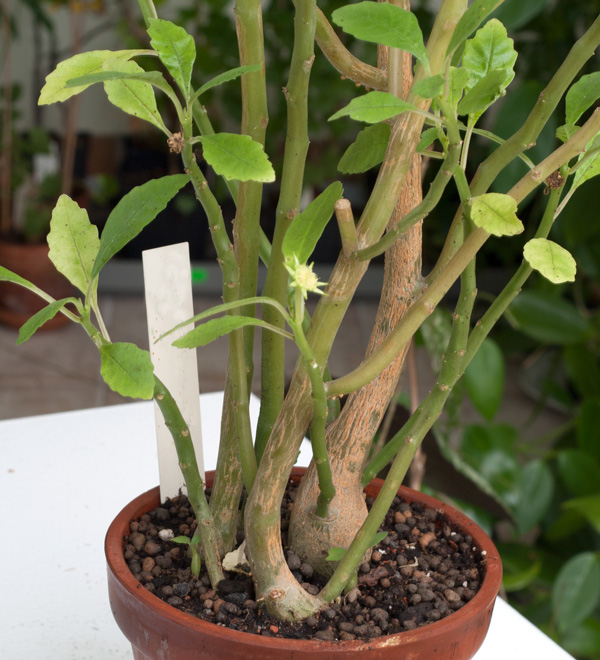 Dorstenia hildebrandtii - 1 st orotad kp hos Plantanica webbutik