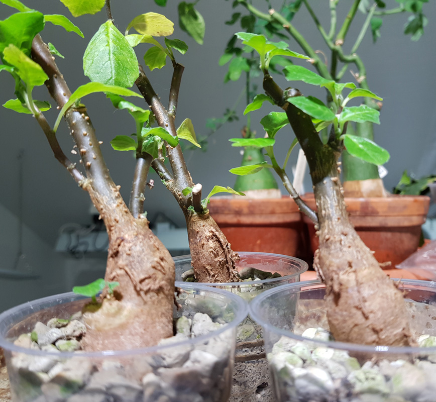 Dorstenia zanzibarica - rotad 3 st kp hos Plantanica webbutik