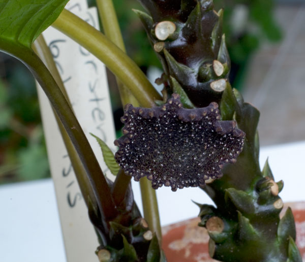 Dorstenia bahiensis - liten planta kp hos Plantanica webbutik